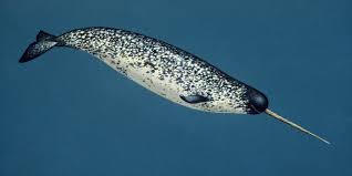 Narwhal - Facts, Pictures, Habitat, Behavior, Appearance, Information |  Animals Adda