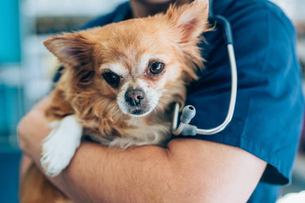 Importance of Knowing the Health of Your Chihuahua
