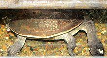 New Guinea snake-necked turtle.jpg