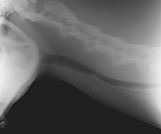 Lateral radiograph of a tracheal malformation (narrow tracheal outline).