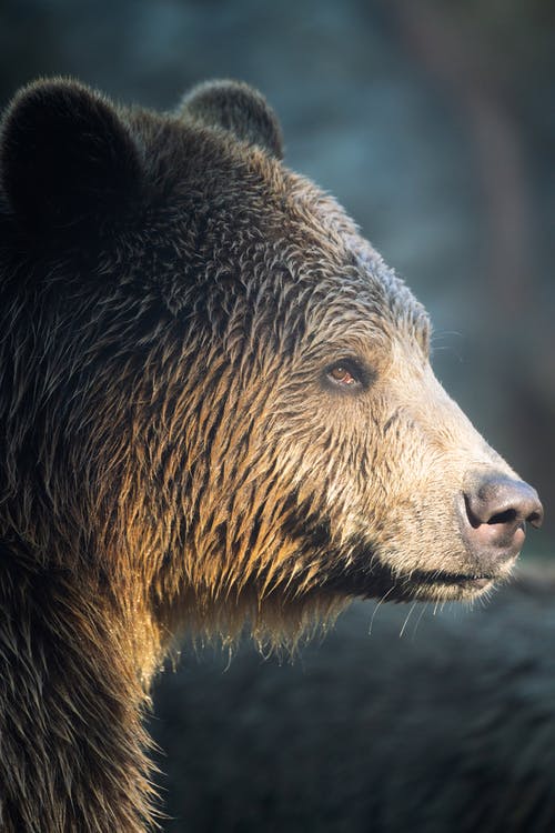 Brown Bear in Close Up 