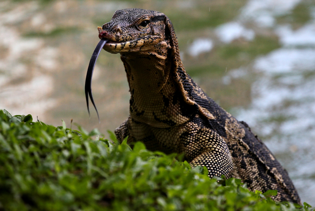 Thailand Lizards