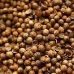 Coriander