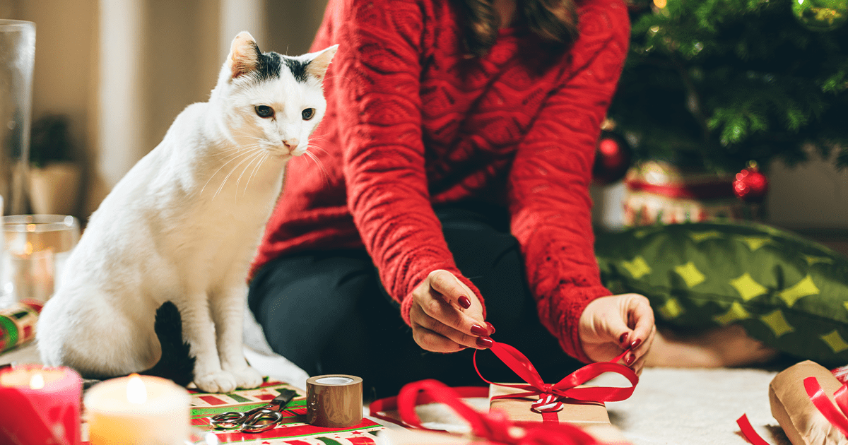 white cat looking at lady owner wrapping presents