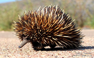 Western Australia