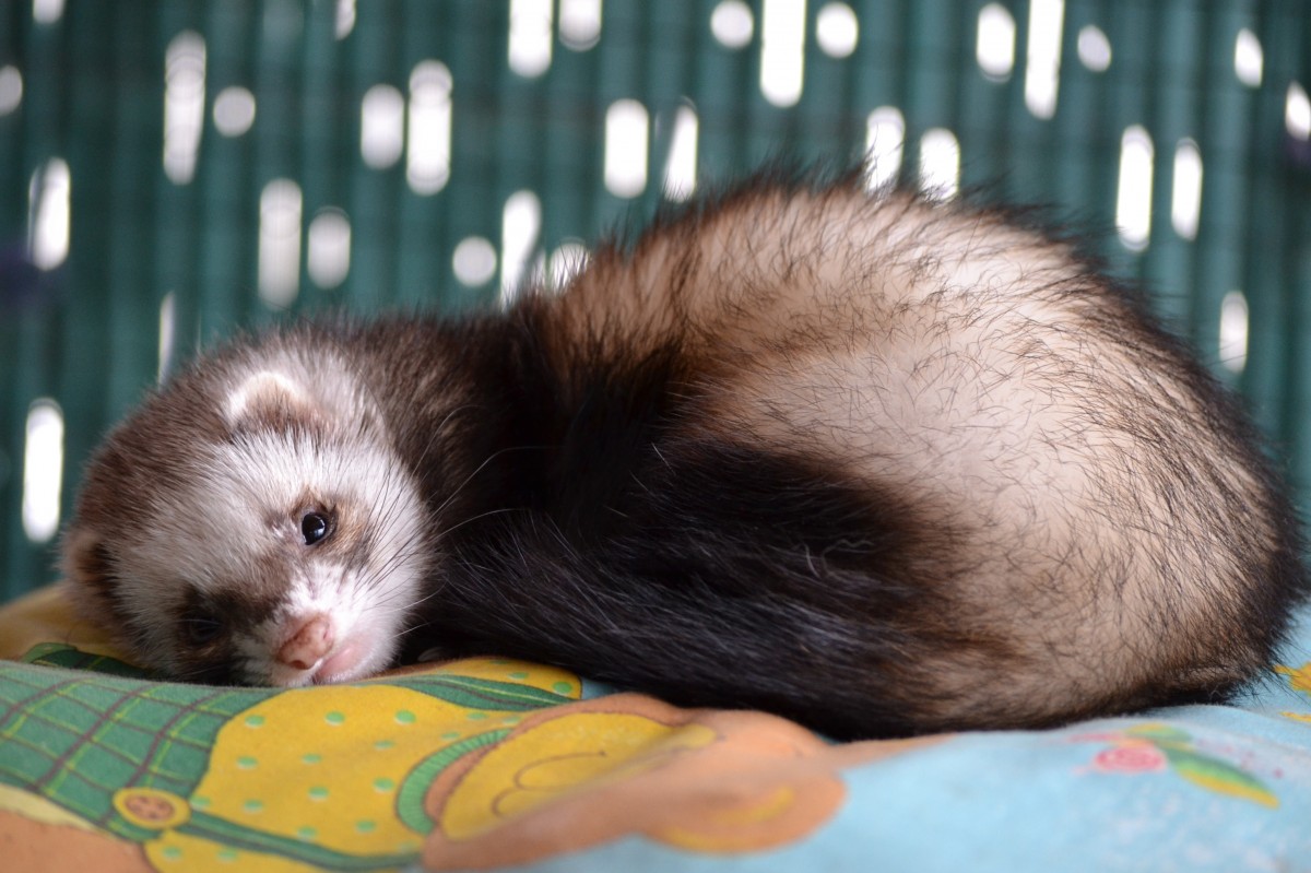 Ferrets