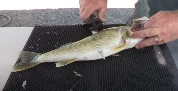 Cut Towards the Tail of Walleye