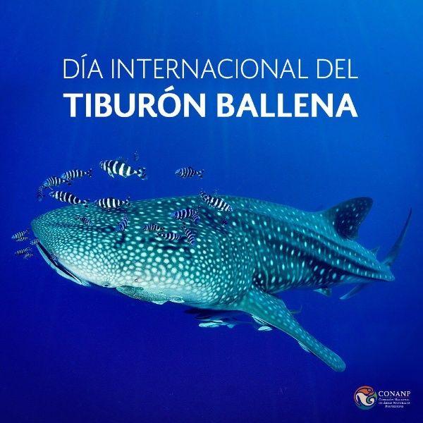 dia del tiburon ballena.jpg