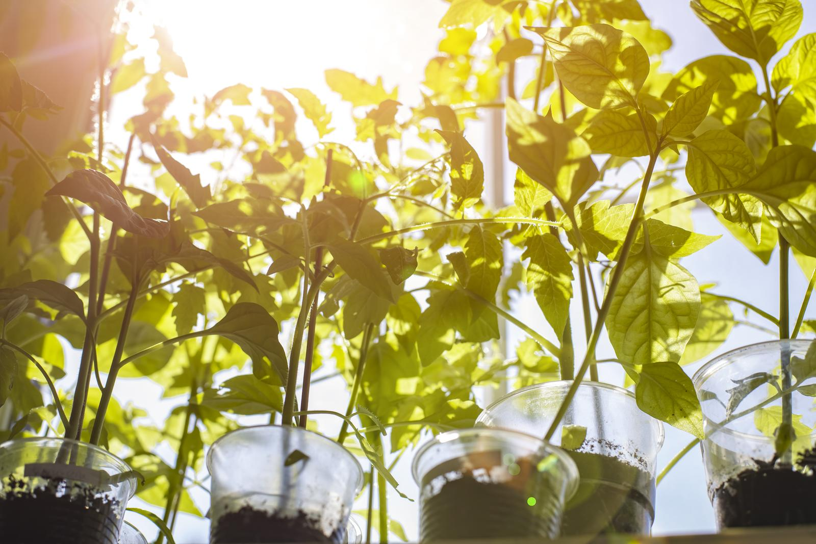 Move seedling to a spot that gets at least 6 to 8 hours of sunlight each day