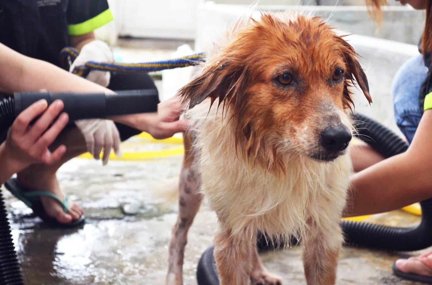 How much to tip dog groomer petsmart