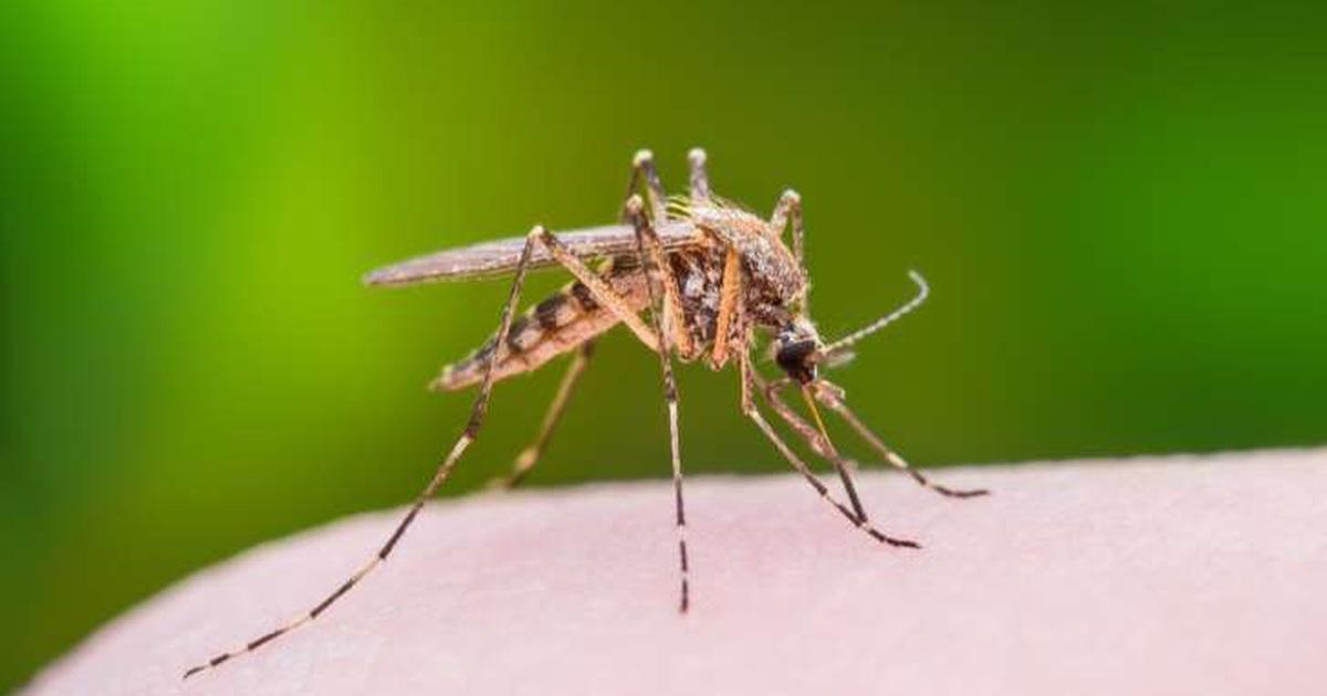 Điều gì xảy ra khi bị muỗi đốt? | Báo Dân trí