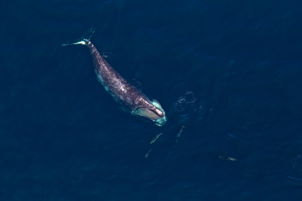 North Atlantic Right Whale