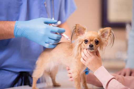 Frequent Urination In Puppies After Vaccination