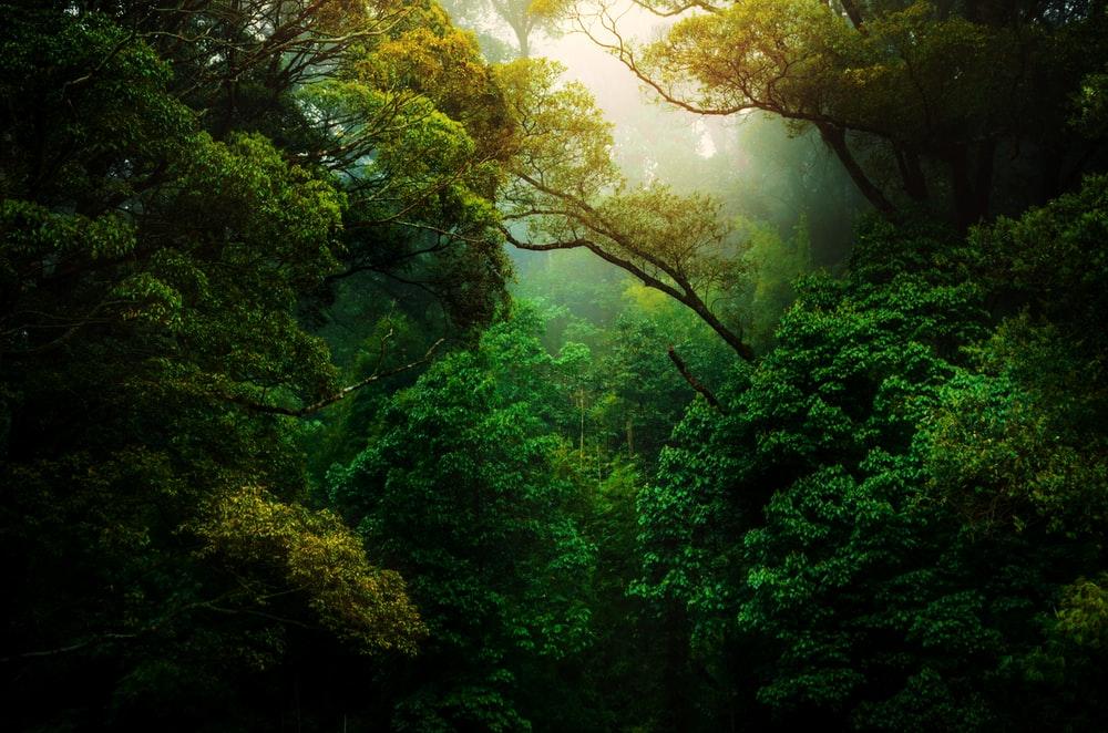 green trees on forest during daytime