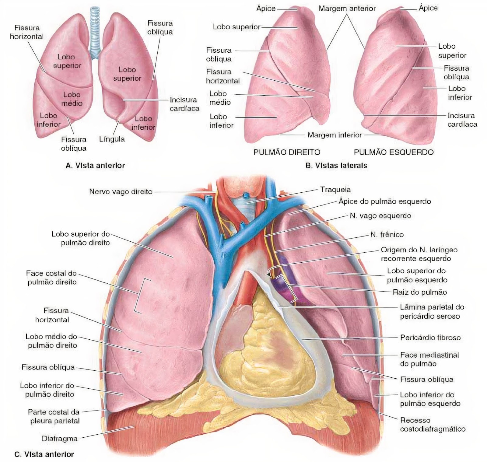 Resumo de Anatomia dos Pulmões: cavidade torácica, esquerdo, direito e mais  - Sanar Medicina