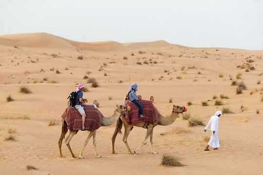 Dubai desert with camels