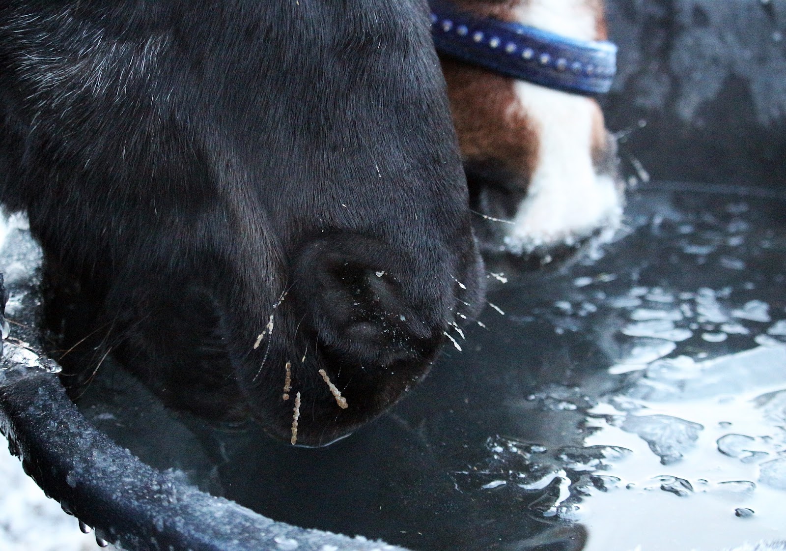 2 horses drink water from a heated trough in winter