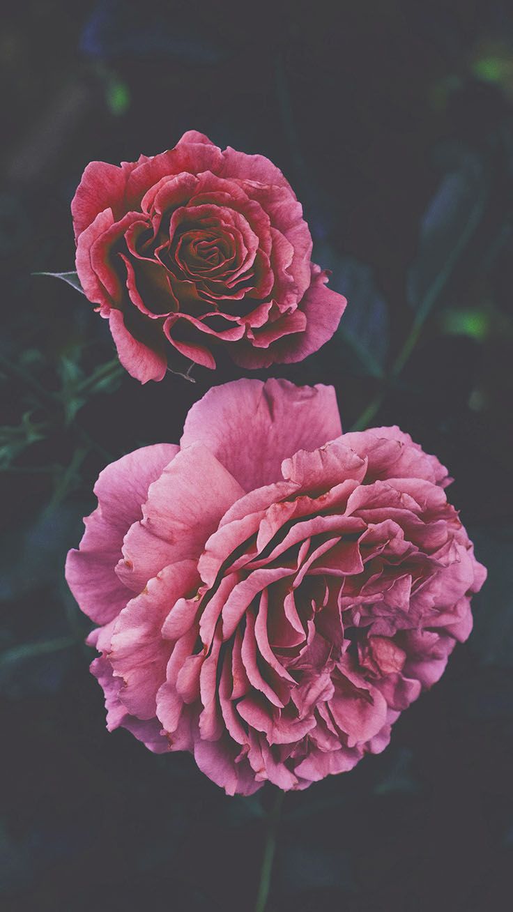 Hình nền với hoa mẫu đơn là một sự lựa chọn đẹp và tinh tế cho máy tính và điện thoại của bạn. Sắc đỏ tươi sáng và hình ảnh hoa đơn giản đã trở thành biểu tượng của tình yêu và sự duyên dáng trong thế giới sống động.