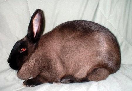 Image result for american sable rabbit