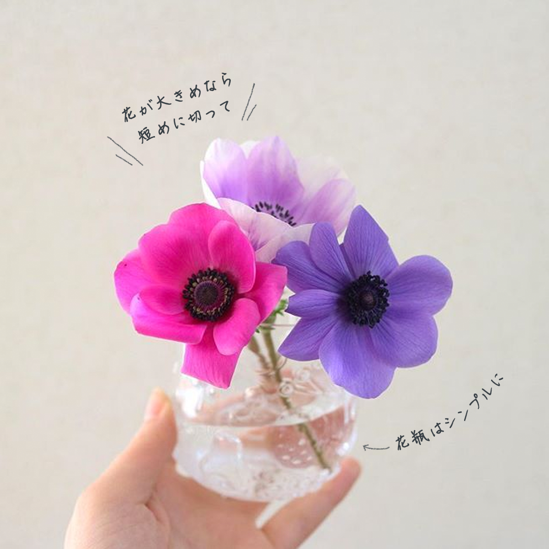 お部屋に彩りを アネモネで春色をとりいれて Cocorone こころね