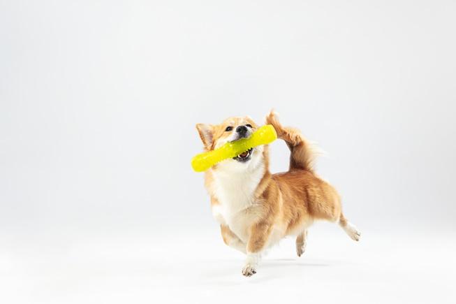 C:\Users\Кристина\Downloads\dance-with-extraction-welsh-corgi-pembroke-puppy-motion-cute-fluffy-doggy-pet-is-playing-isolated-white-background-studio-photoshot-negative-space-insert-your-text-image.jpg
