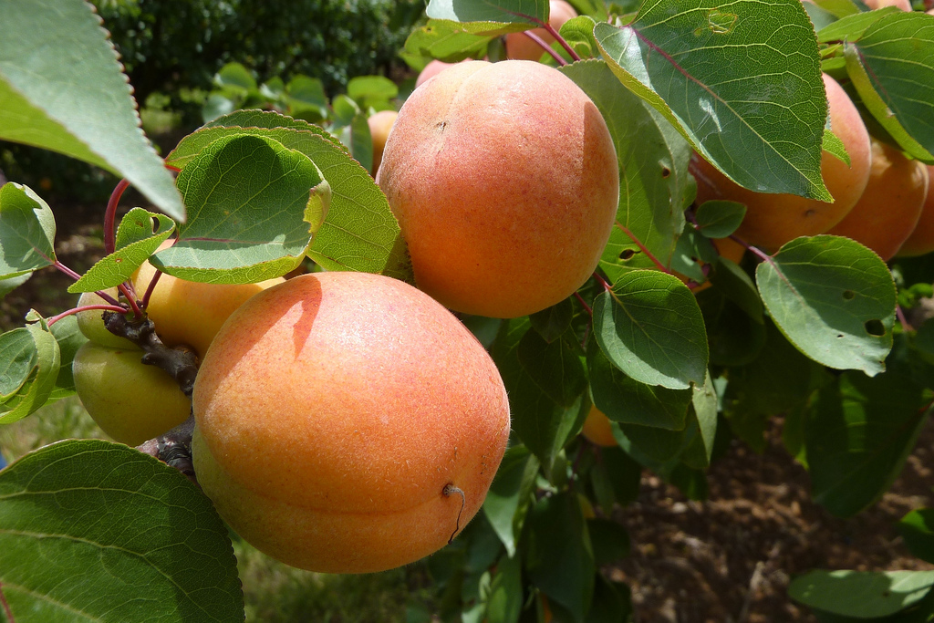 Beautiful ripe apricot ready to be picked.
