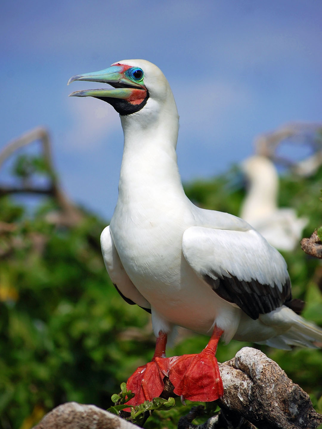 Image result for blue and red footed boobies