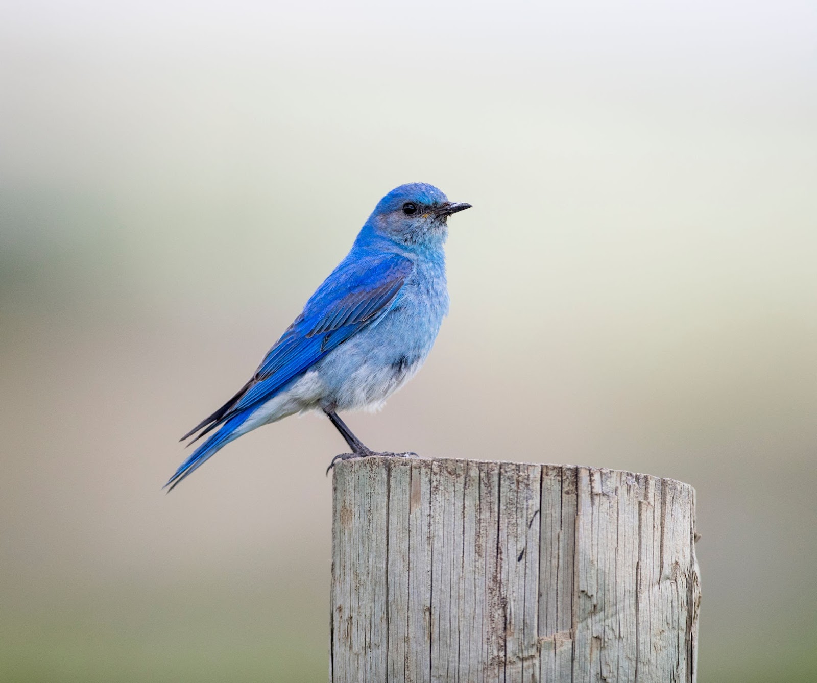 Types of Blue birds Mountain Bluebird
