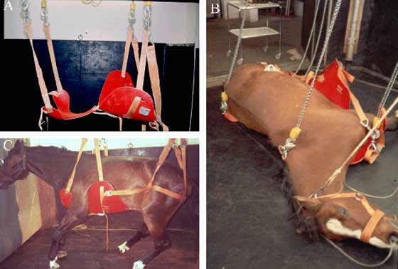 Sling-Shell-System. The system is first suspended on four hoists to ensure equal girth lengths on each side (A) and then put on the patient while still recumbent (B). Once considered sufficiently awake, the horse is lifted in the sling into standing position (C) (Courtesy of Prof. U. Schatzmann, University of Berne, Switzerland).