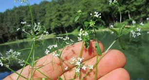 marsh bedstraw