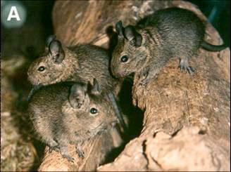 Figure 1. A: Three adult individuals of Octodon degus, derived from a colony maintained at the universities of Tubingen and Berlin.
