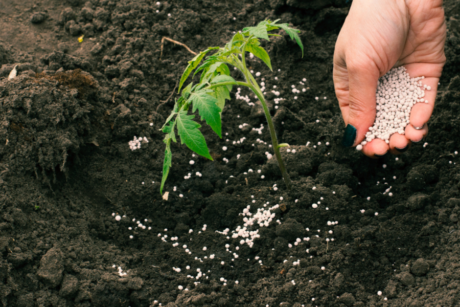 Types of Fertilizers for Tomato Plants