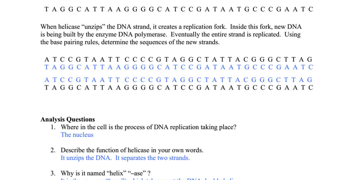 4-dna-replication-worksheet-answers-doc-google-drive