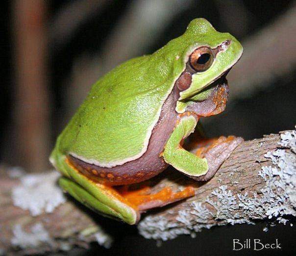 Image result for pine barrens tree frog