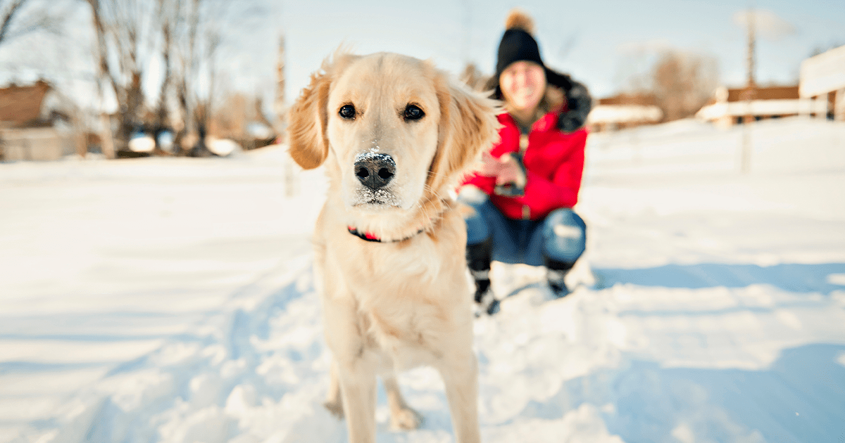 Golden retriever standing with snowy nose while woman squats behind smiling and holding leash