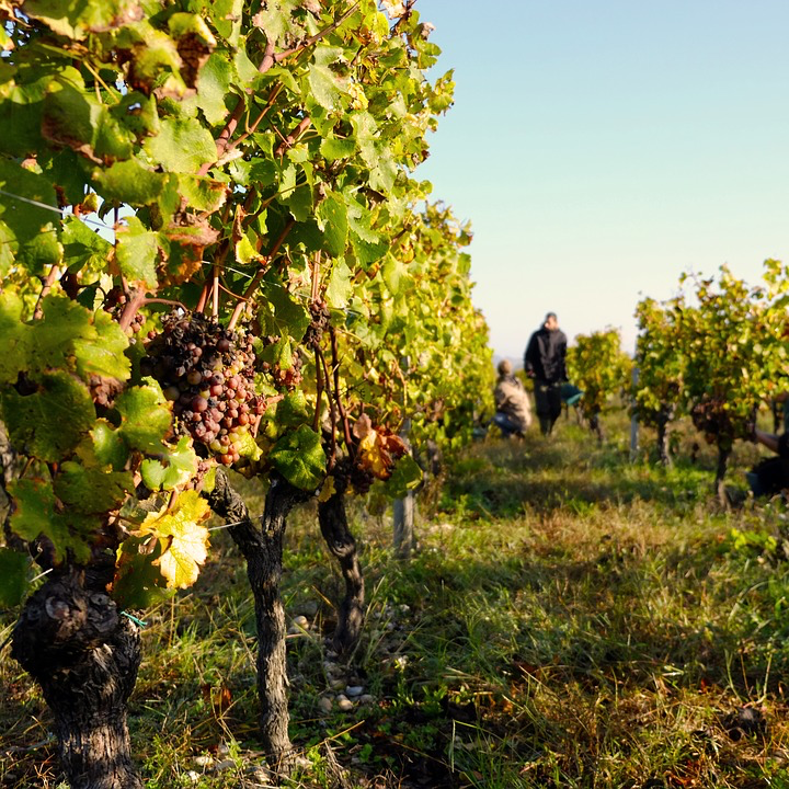 Explorer le vignoble bordelais