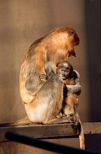 Female proboscis monkey with young, formerly at San Diego Zoo