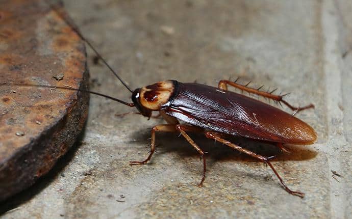 Are There Cockroaches In Washington