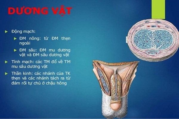 Tĩnh mạch của dương vật