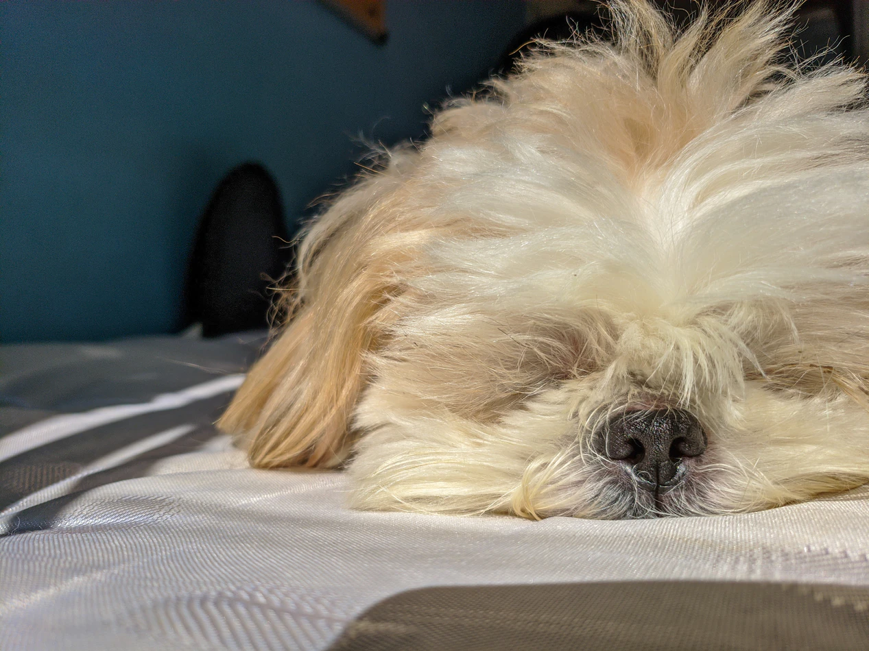 在美國有45%的狗狗睡覺地點在主人床上。