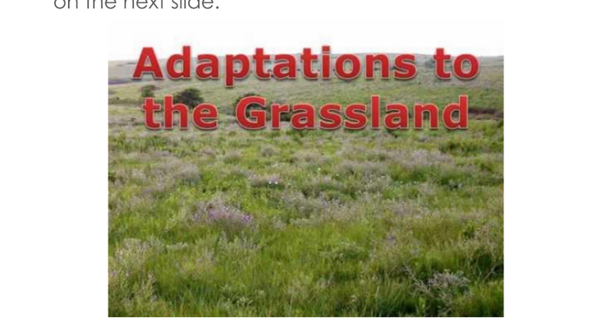 Grassland plant adaptations