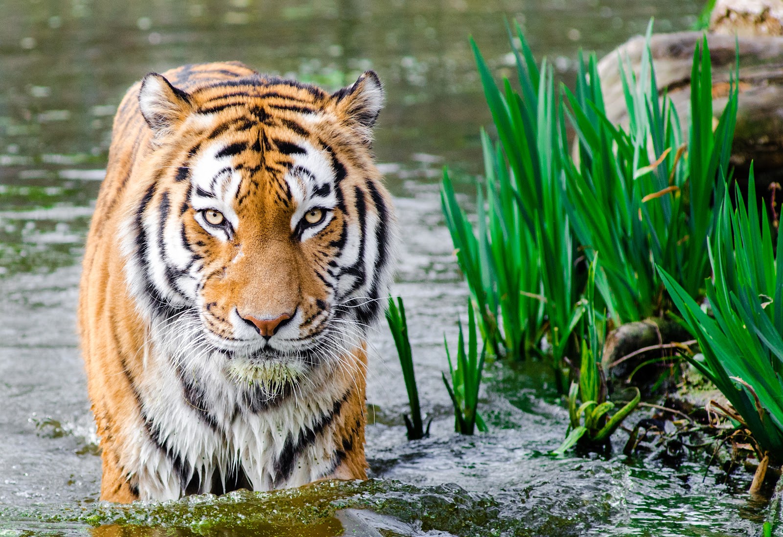 Bengal Tiger Half Soak Body on ...