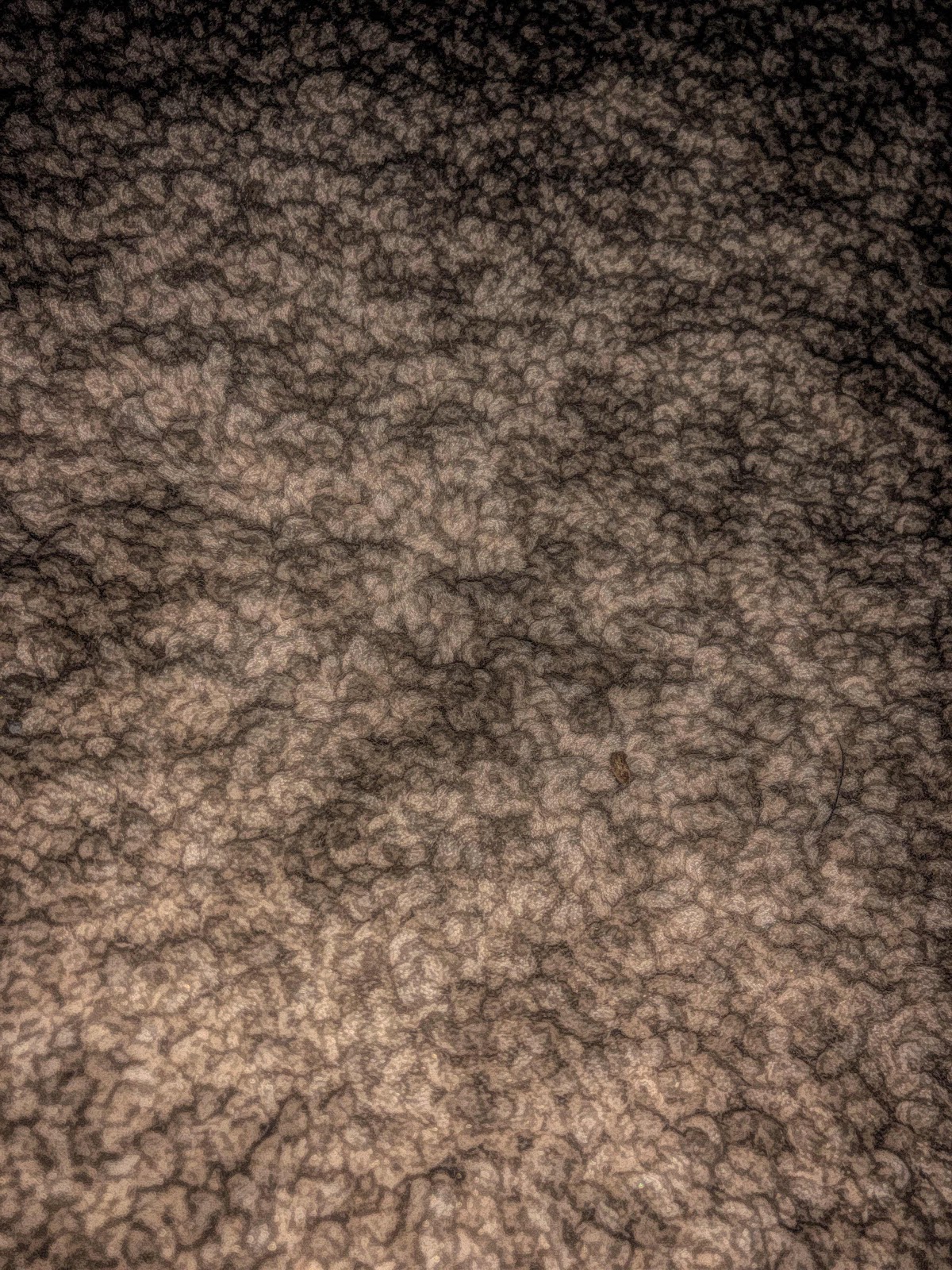 Carpet free picture