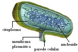 https://static.escolakids.uol.com.br/image/Estructura_Bacteriana.jpg