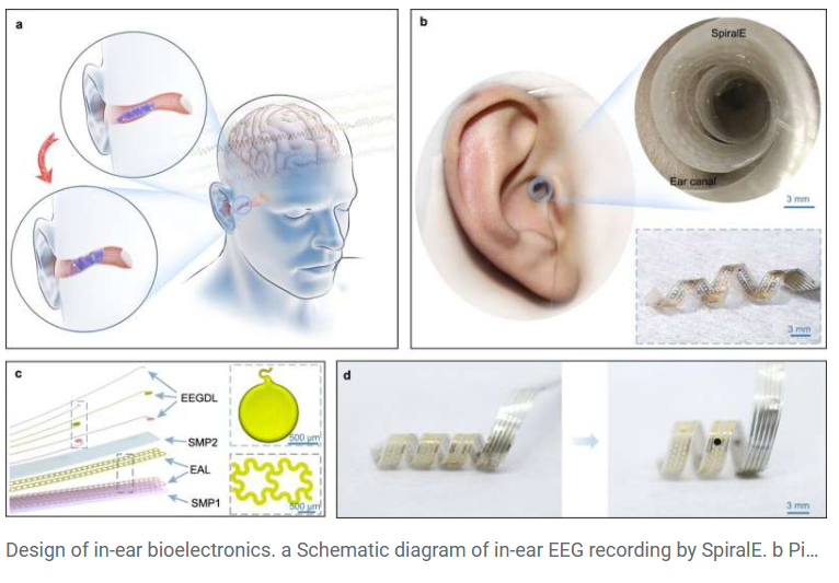 A collage of images of human ear and ear parts

Description automatically generated
