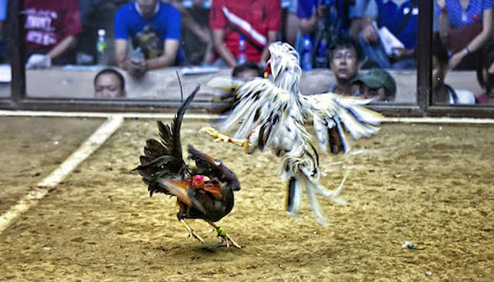 Đá gà Thomo có phạm pháp không? 