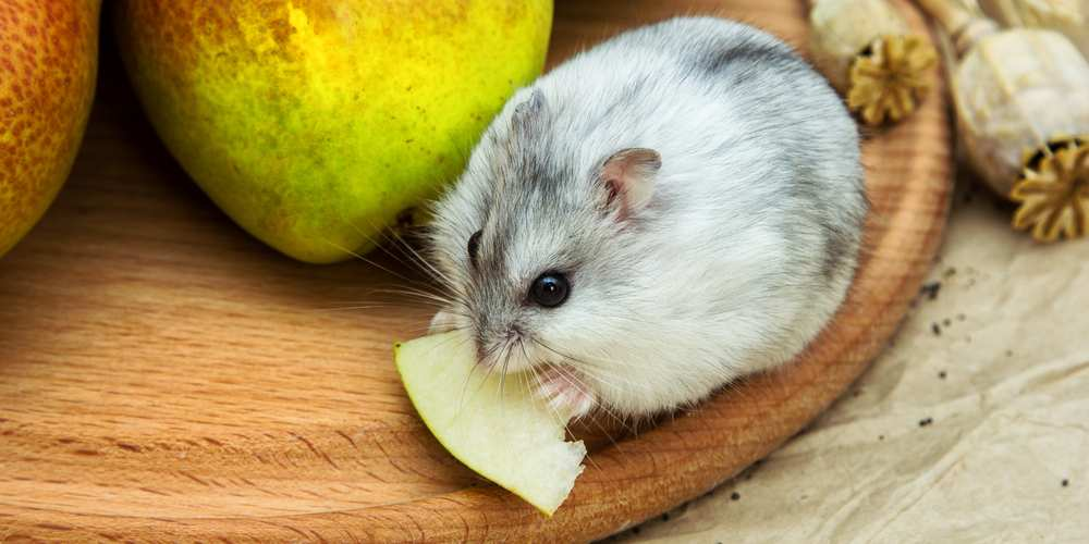 Pears are good for your hamsters. - Pet Diet Guide
- can hamsters eat grapes
