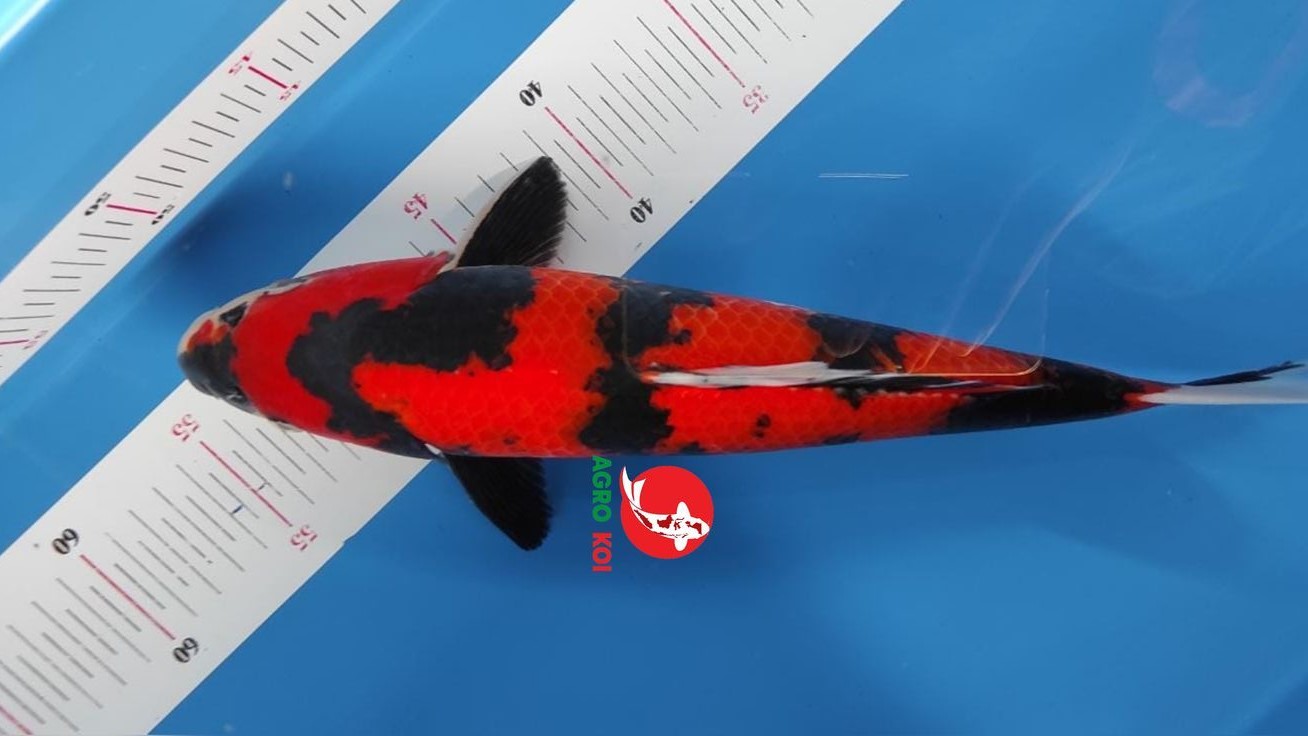 Ikan Koi