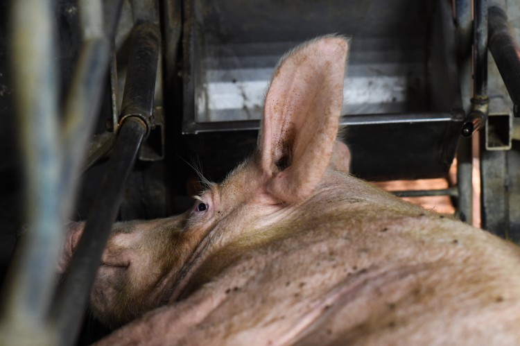 A sow lies wedged between the bars of a gestation crate