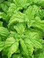 Basil Lettuce Leaf